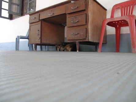 dog under desk