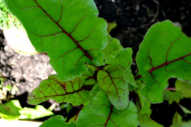 beet-leaves