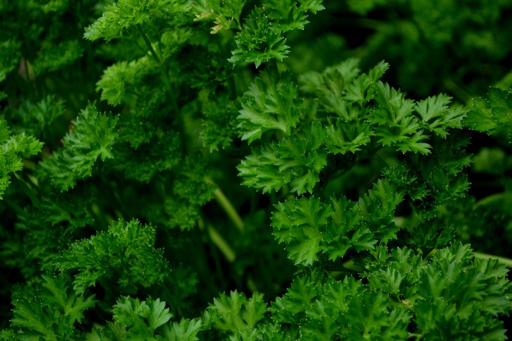 parsley