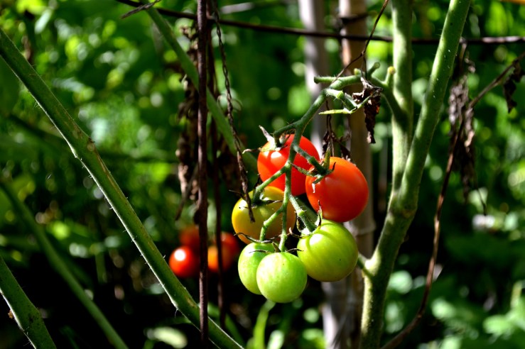 tomatoes